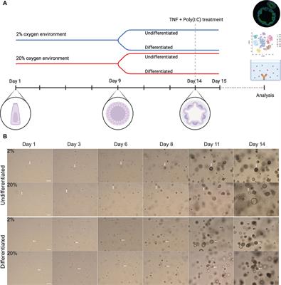 Physiological hypoxia improves growth and functional differentiation of human intestinal epithelial organoids